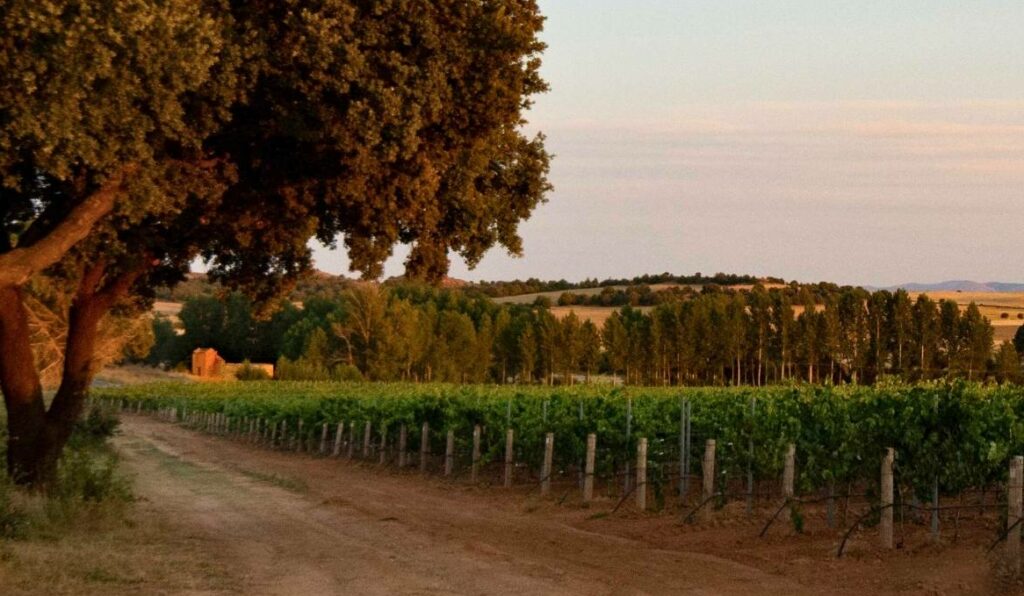 RIBERA DEL DUERO SORIA VINO DE POSTIN