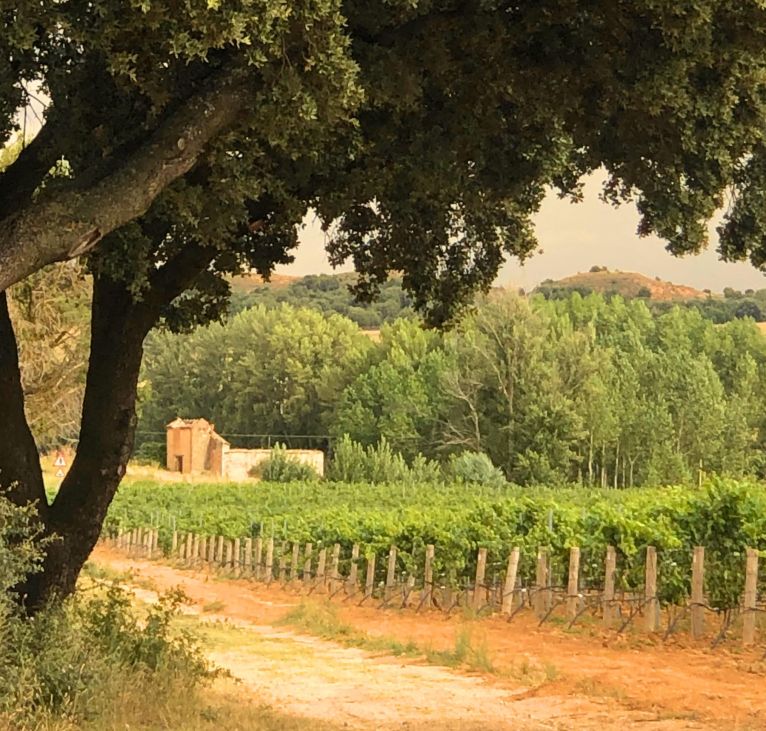 Viñedo Bodegas De Potín Rivera del Duero parcela 29
